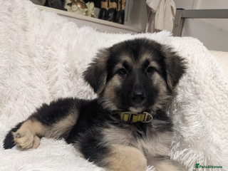 German Shepherd dogs - Advert 18