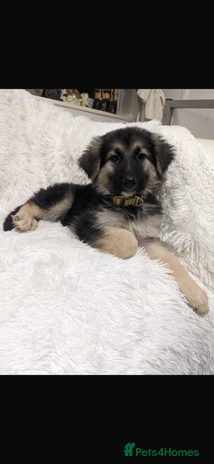 German Shepherd dogs - Advert 2