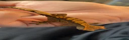 Gecko reptiles for sale: Baby tangerine Harley Quinn crested gecko in South Shields - Advert 6