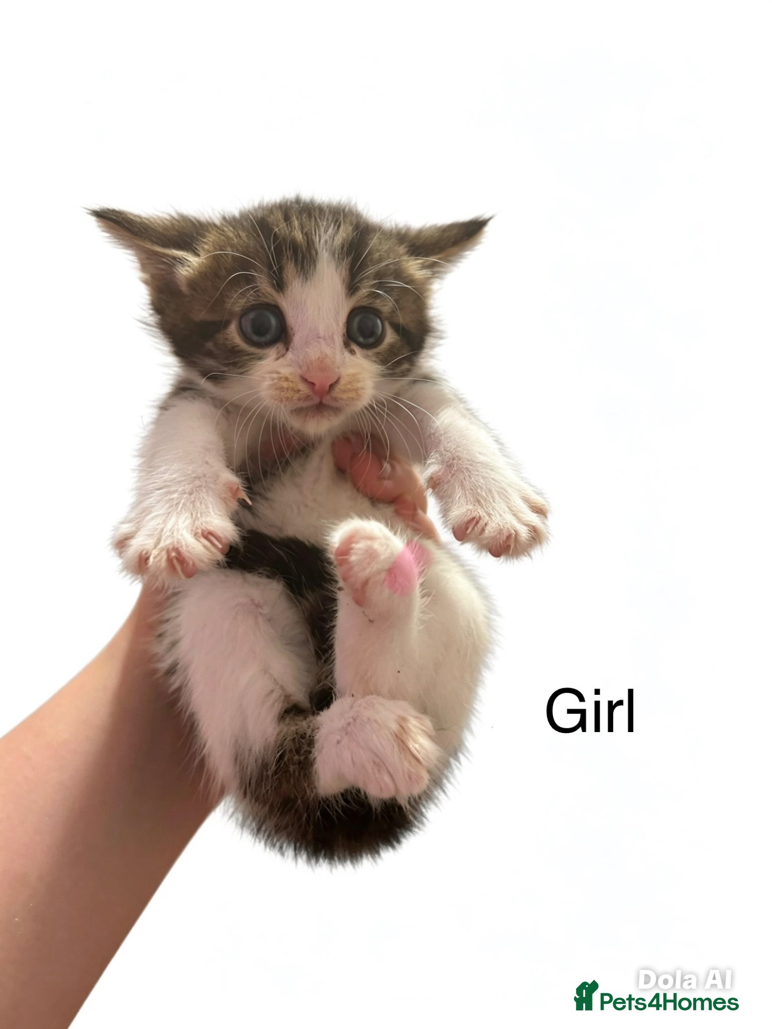 Mixed Breed cats for sale: Beautiful kittens - Advert 5