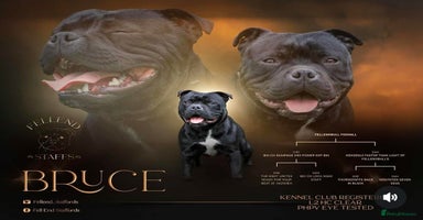 Staffordshire Bull Terrier dogs - Advert 1