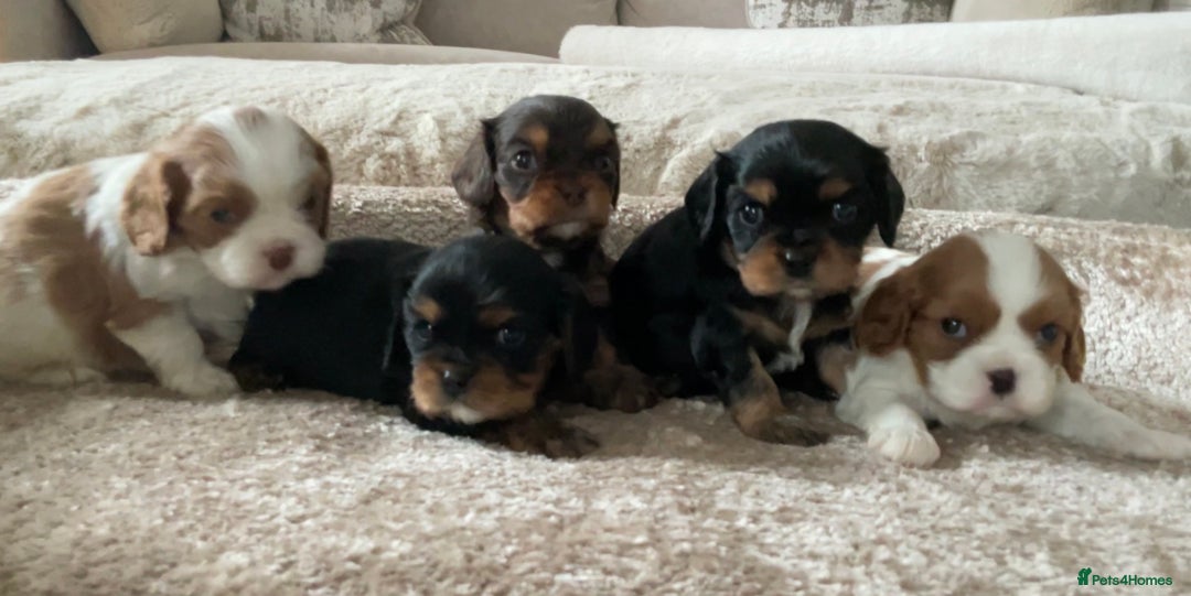 Cavalier King Charles Spaniel dogs for sale: Chocolate Kc reg cavalier King Charles - Advert 4