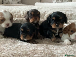 Cavalier King Charles Spaniel dogs Chocolate Kc reg cavalier King Charles - Advert 17