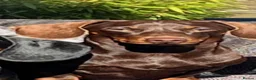 Miniature Dachshund dogs for sale: Genuine miniature dachshund  - Advert 31