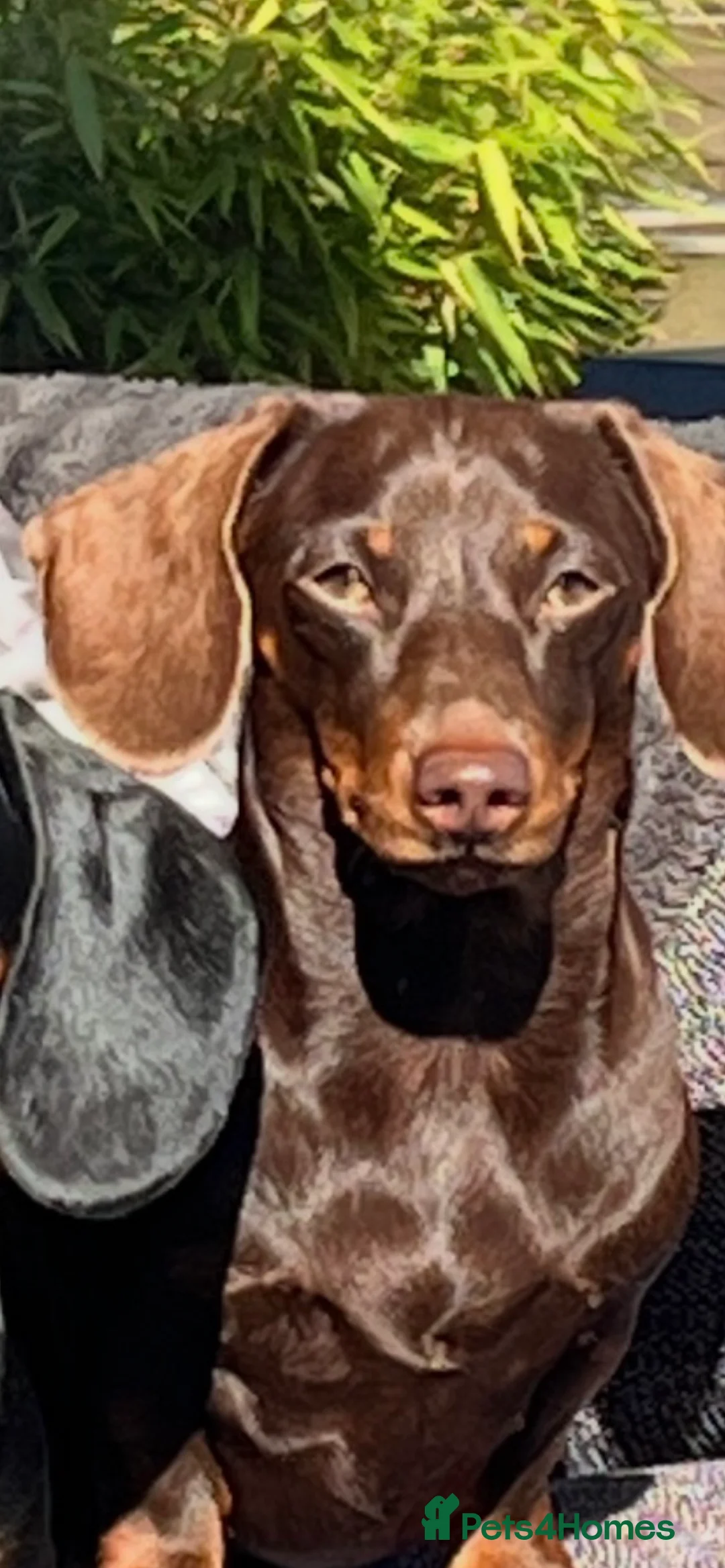Miniature Dachshund dogs for sale: Genuine miniature dachshund  - Advert 31
