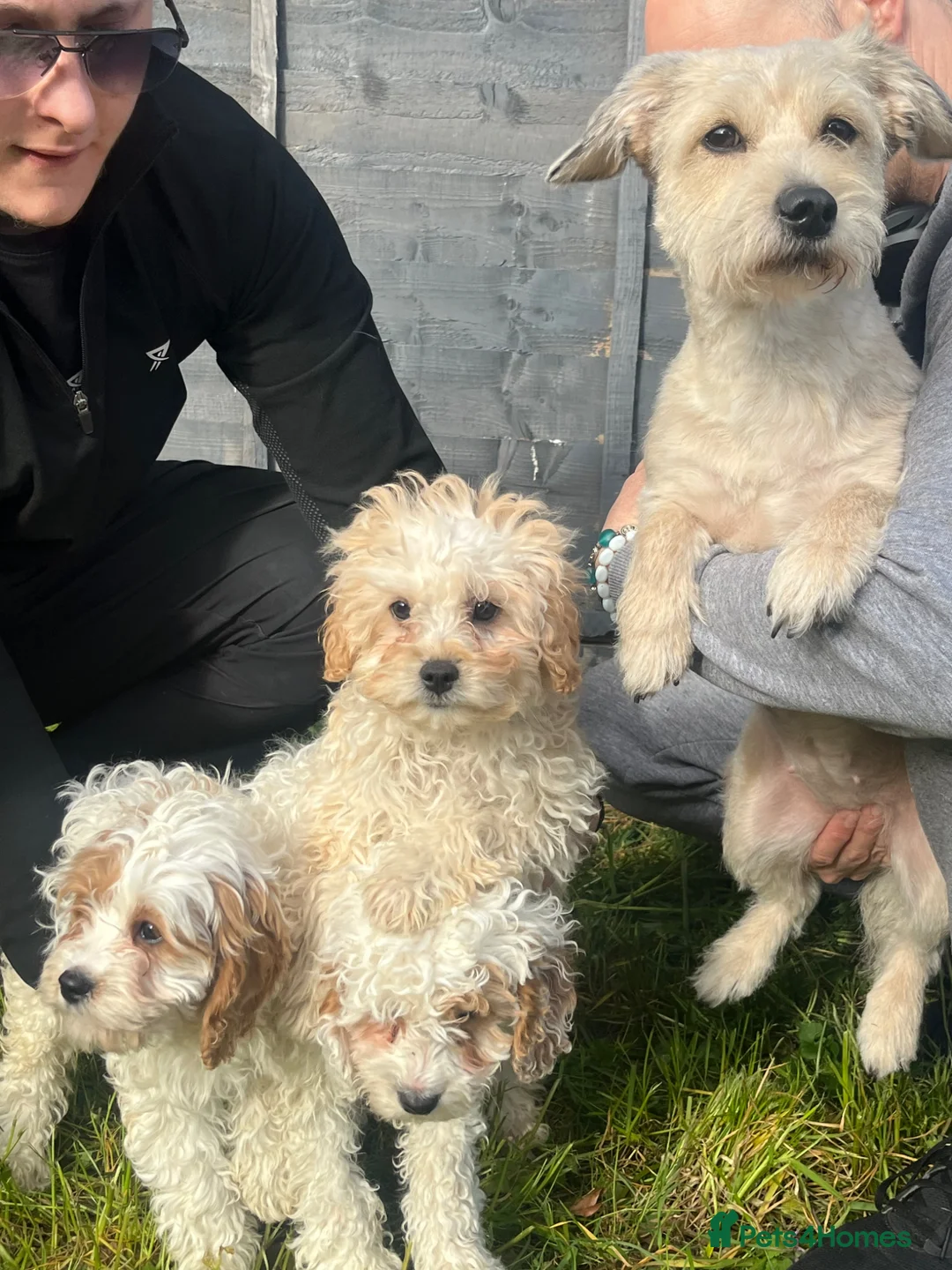 Cavapoo dogs for sale: Stunning cavapoo pups  in Chelmsford - Advert 1