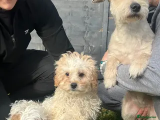 Cavapoo dogs Stunning cavapoo pups - Advert 3