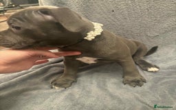 Staffordshire Bull Terrier dogs for sale: Blue staffs ready to go adorable pups - Image 4