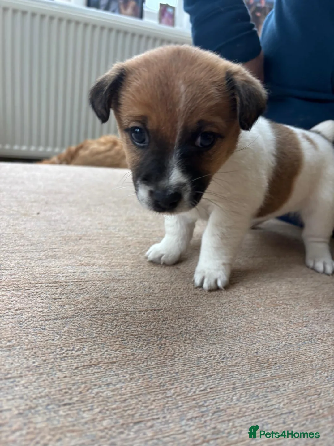 Mixed Breed dogs for sale: Norjack! - Advert 2