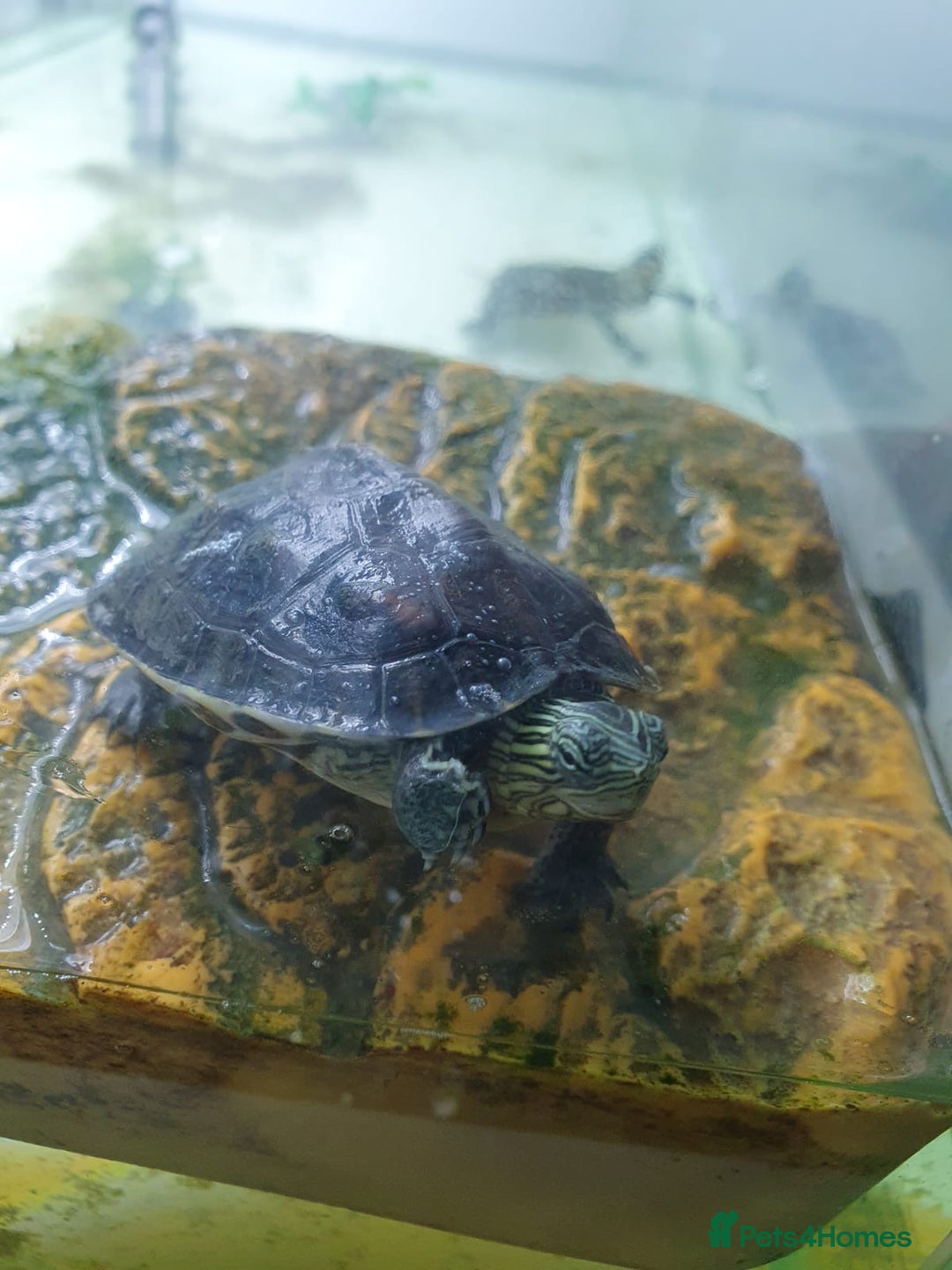 Terrapin reptiles for sale: 🐢 Two Terrapins For Sale (Tank Included) - Advert 7