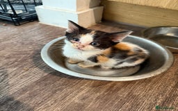 Sphynx cats for sale: Sphynx x American shorthair  - Image 4