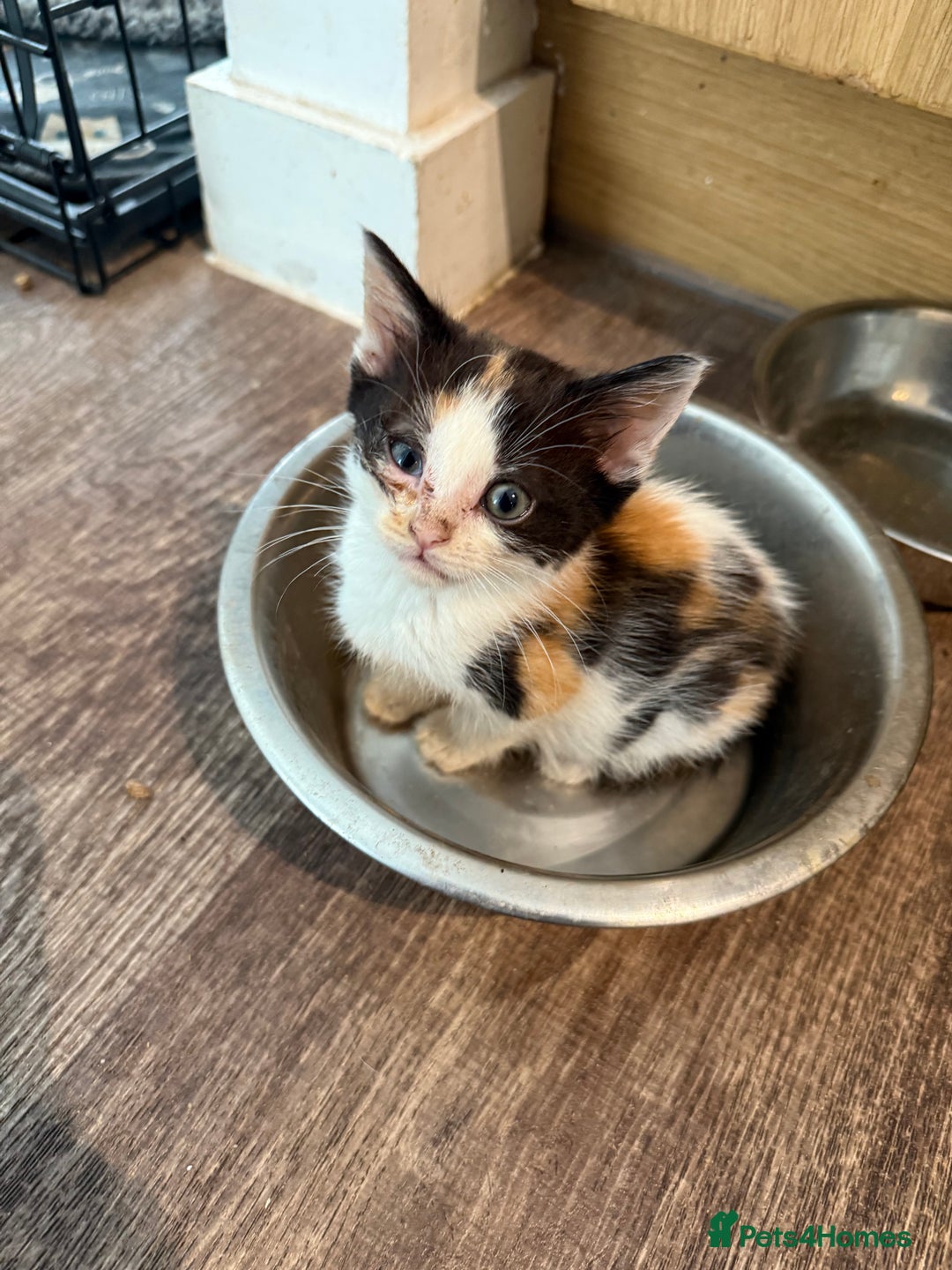 Sphynx cats for sale: Sphynx x American shorthair  - Image 4
