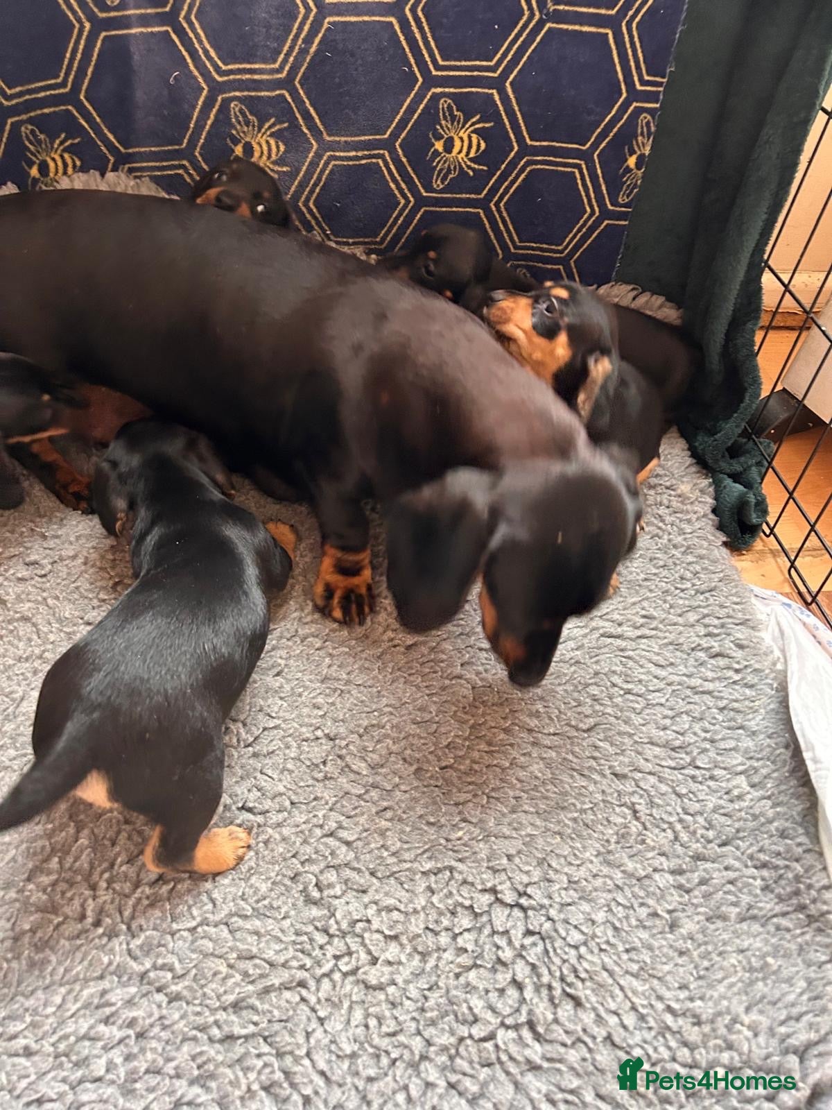 Jackshund dogs for sale: Stunning litter of jackshounds  - Advert 2
