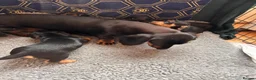 Jackshund dogs for sale: Stunning litter of jackshounds  in Cambridge - Advert 2