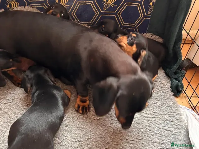 Jackshund dogs for sale: Stunning litter of jackshounds - Advert 2