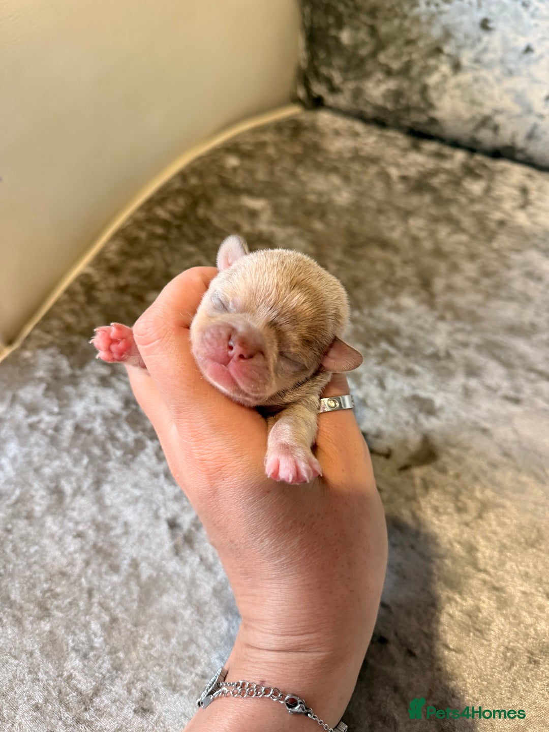 Chihuahua dogs for sale: 🩷Chihuahua puppies Thai genes🩷 - Image 27