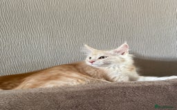 Maine Coon cats for sale: Ready now Maine Coon large Boys GCCF - Image 3