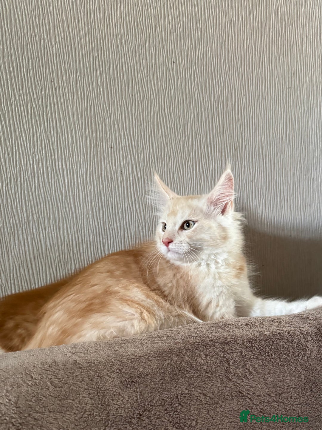 Maine Coon cats for sale: Ready now Maine Coon large Boys GCCF - Image 3