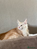 Maine Coon cats - Advert 4