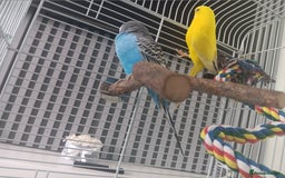 Budgerigars birds for sale: 2 budgies with cage  - Image 4