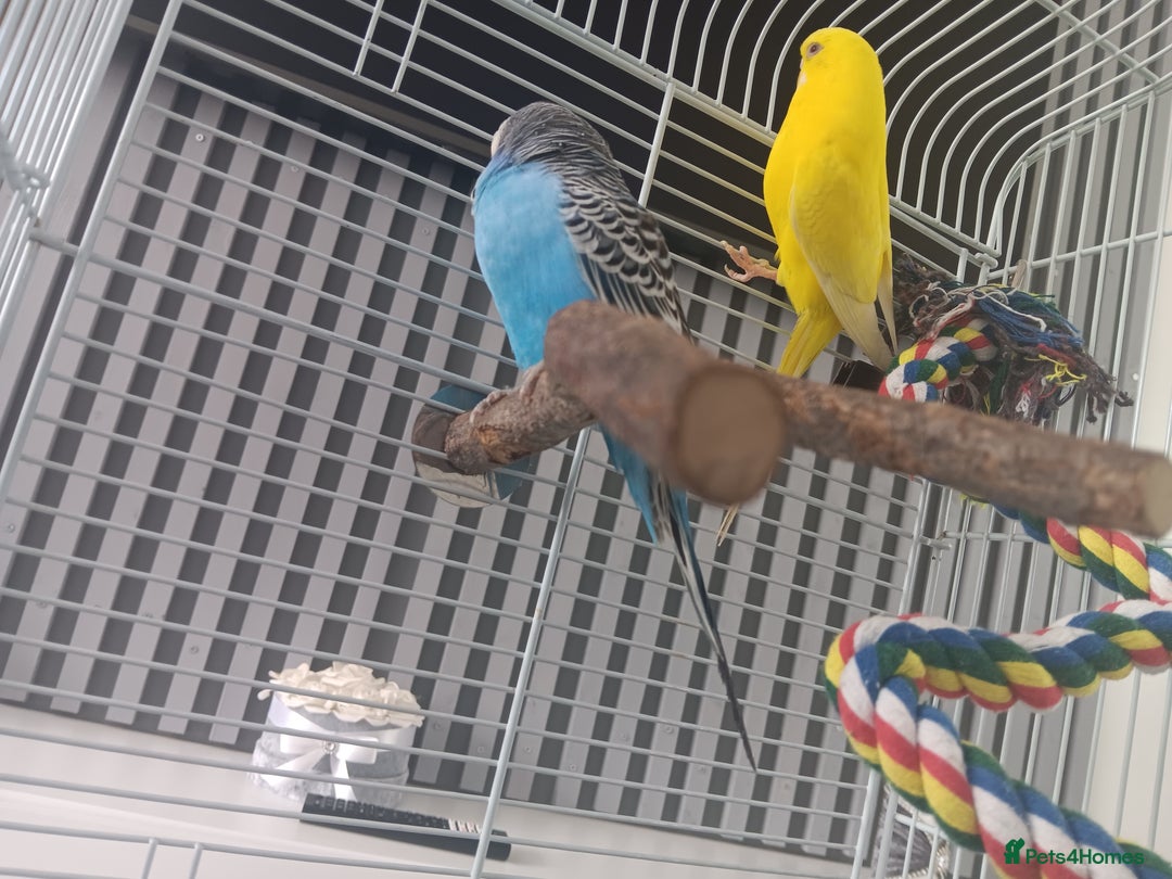 Budgerigars birds for sale: 2 budgies with cage  - Image 4