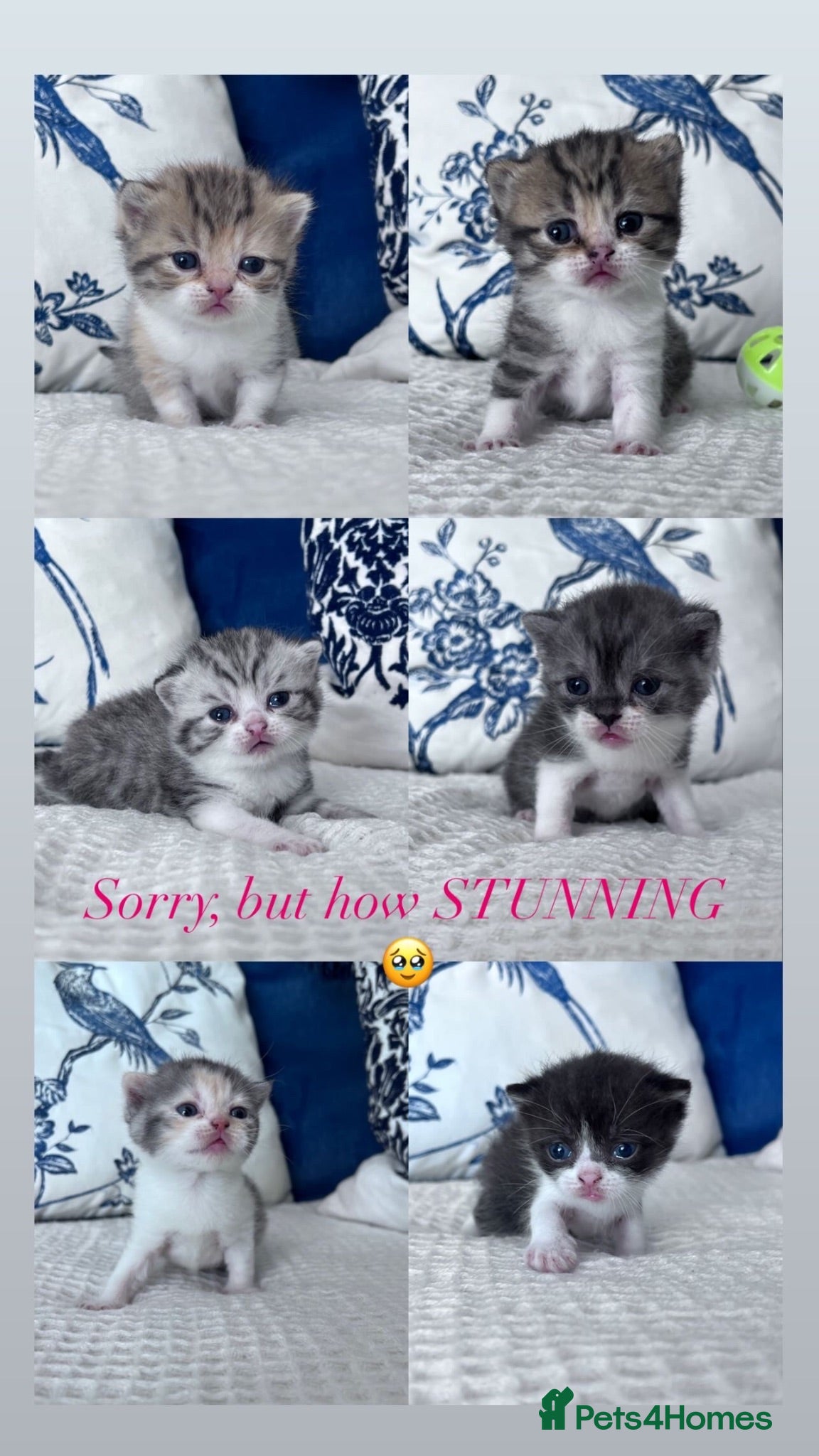 British Shorthair cats Beautiful British short hair kittens - Advert 1