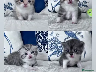 British Shorthair cats Beautiful British short hair kittens - Advert 1