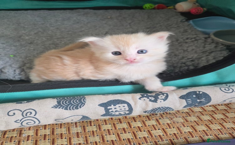 Maine Coon cats - Advert 6