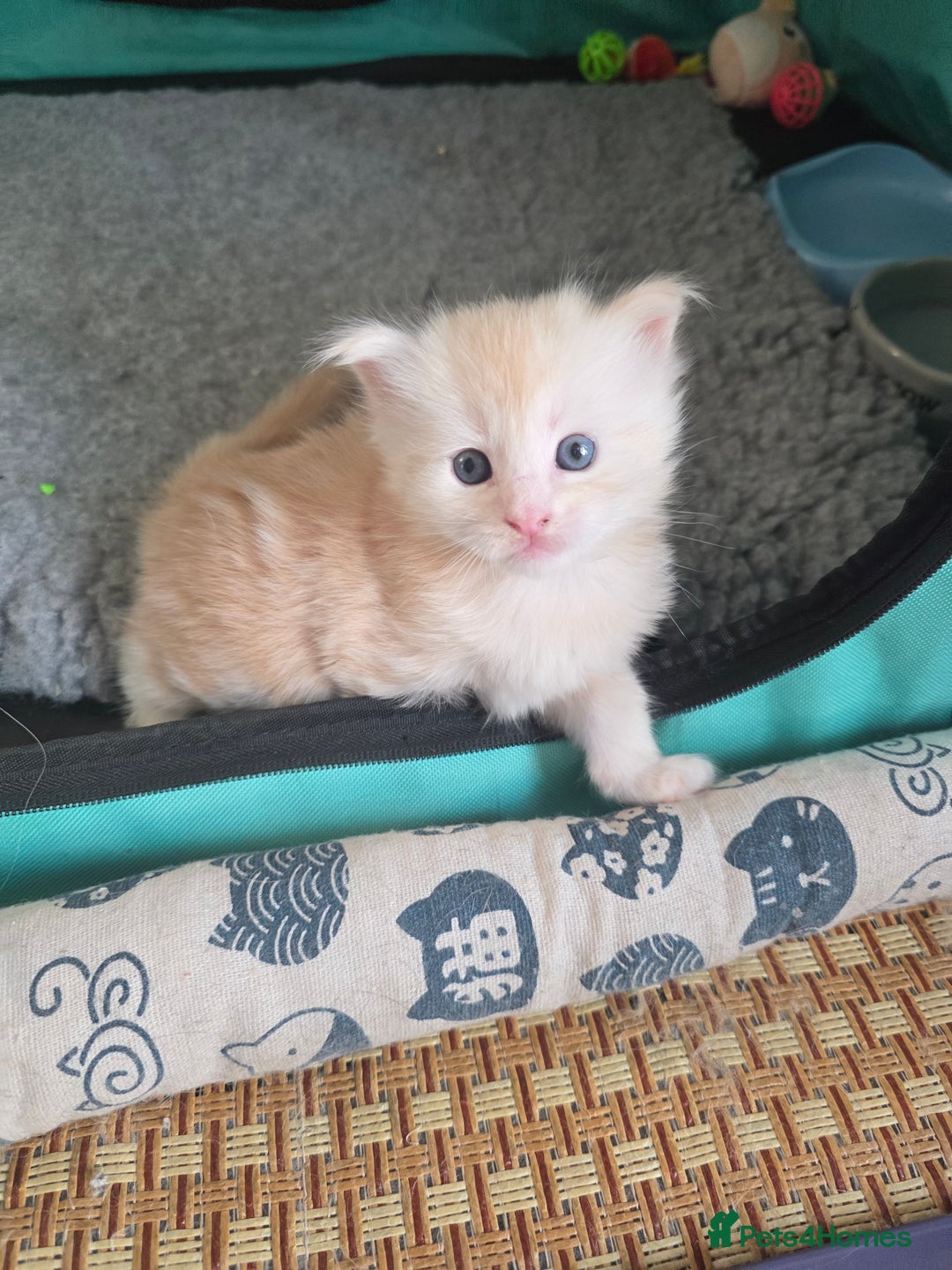 Maine Coon cats for sale: Beautiful 3/4 maincoon kittens  - Image 1