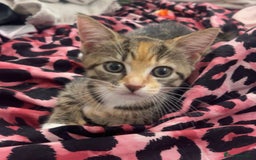 Maine Coon cats for sale: Maine coin mixed breed mini kitten - Image 2