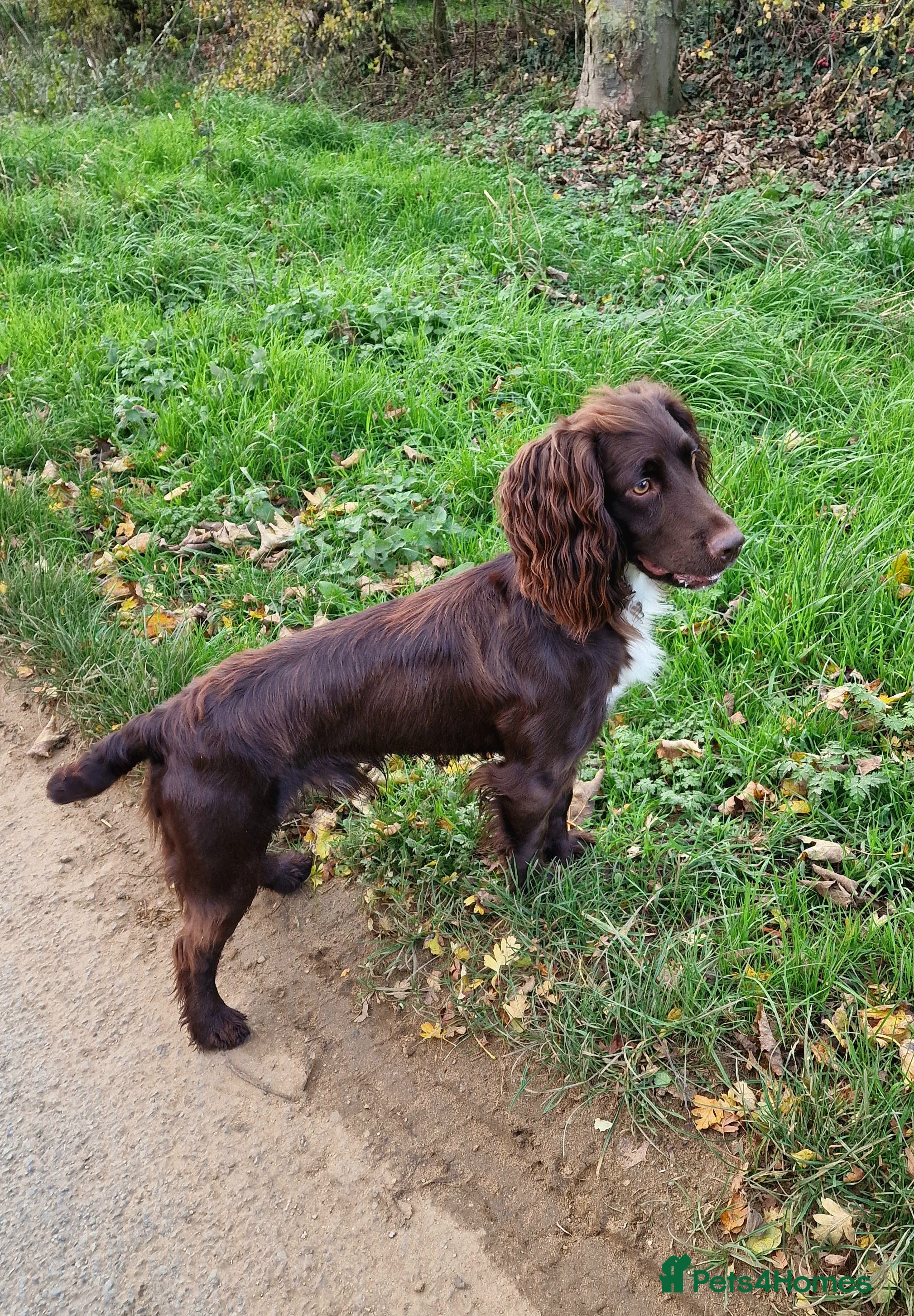 Cocker Spaniel dogs KC reg Working cocker spaniel for stud.  - Advert 17