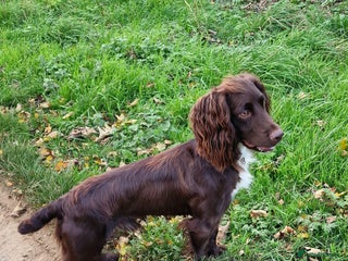 Cocker Spaniel dogs - Advert 10