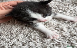 Mixed Breed cats for sale: Ragdoll x kittens  - Image 5