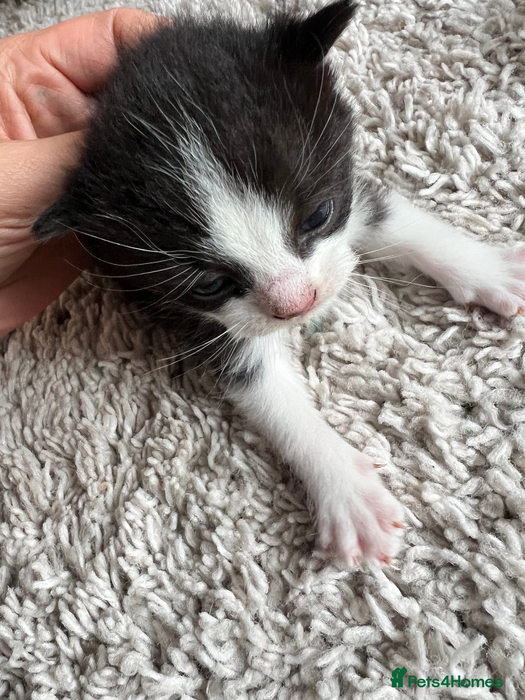 Mixed Breed cats for sale: Ragdoll x kittens  - Image 5