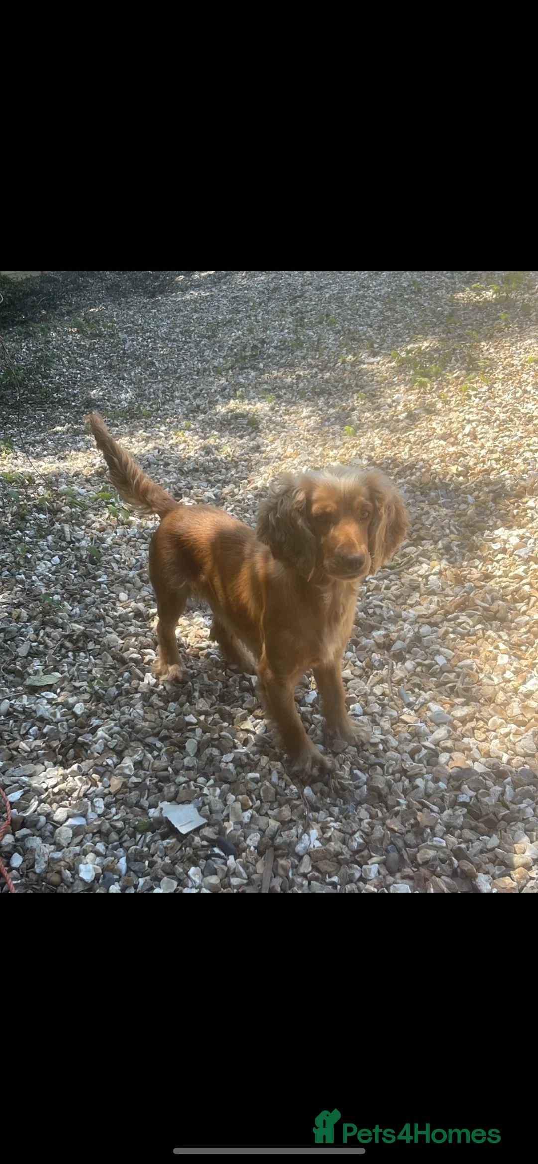 Cocker Spaniel dogs for sale: Cocker spaniel  - Advert 2