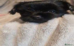 Yorkshire Terrier dogs for sale: SmaltypeYorkshire terrier Chocolate/black IHR.e.V  - Image 20