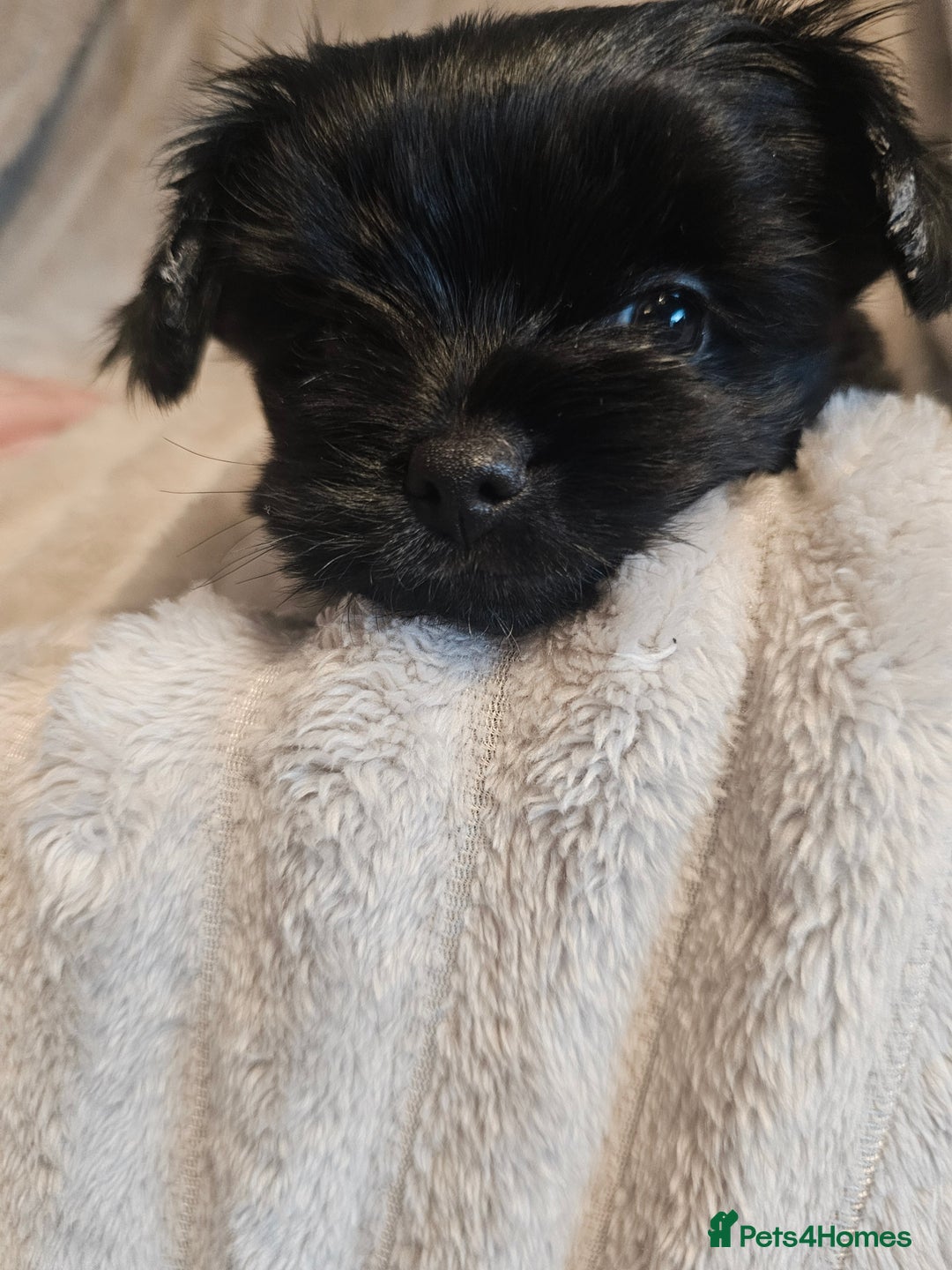 Yorkshire Terrier dogs for sale: SmaltypeYorkshire terrier Chocolate/black IHR.e.V  - Image 20