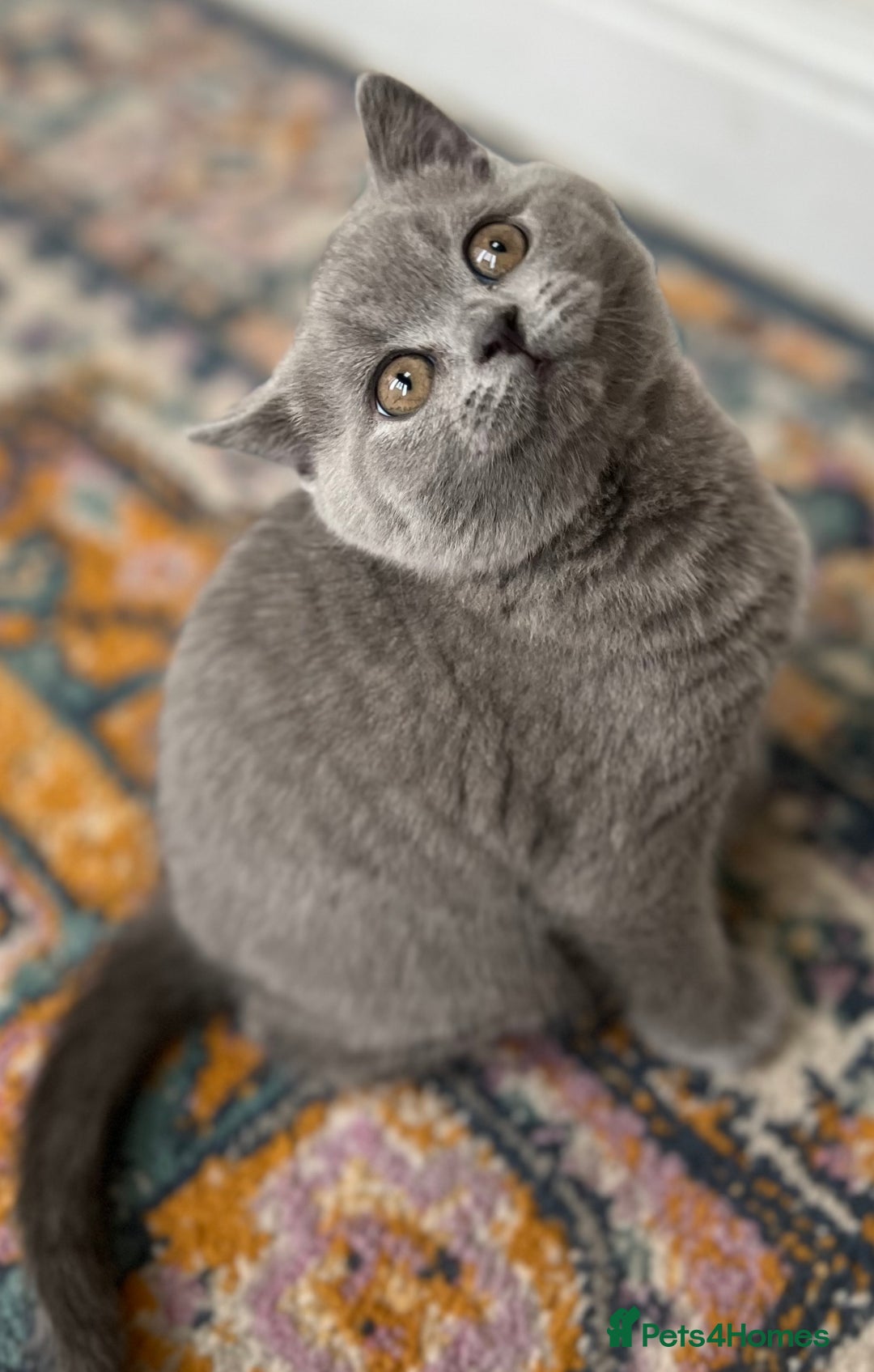 British Shorthair cats for sale: Beautiful British shorthair kittens  - Advert 16