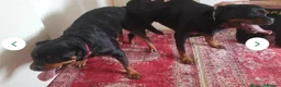 Rottweiler dogs for sale: Chunky Rottweiler puppies  - Advert 7
