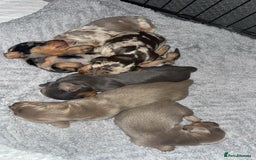 Miniature Dachshund dogs for stud: Miniature daschund stud  - Image 7