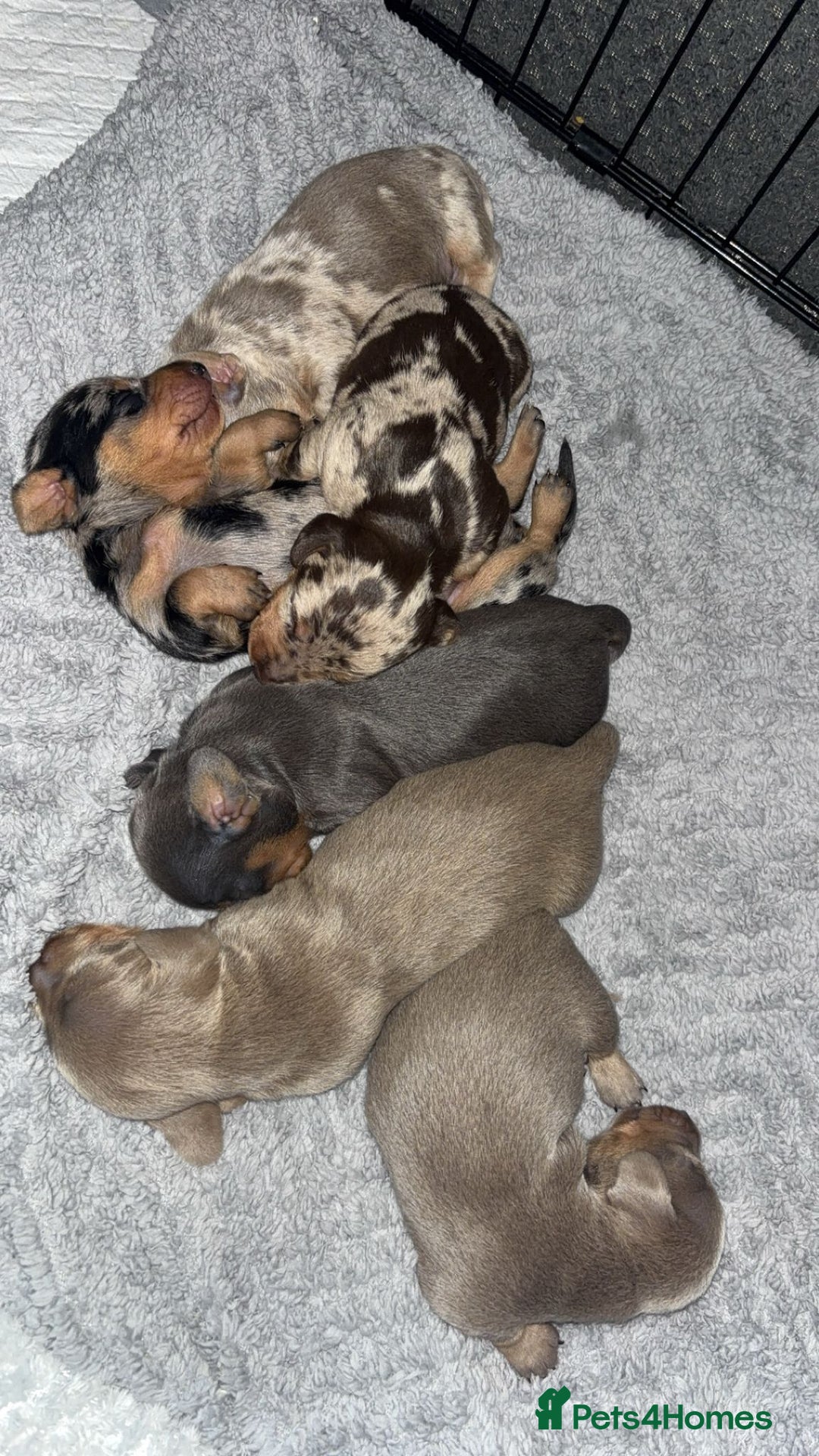 Miniature Dachshund dogs for stud: Miniature daschund stud  - Image 7