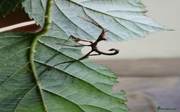 Stick Insects invertebrates for sale: Macleays Spectres  - Image 2