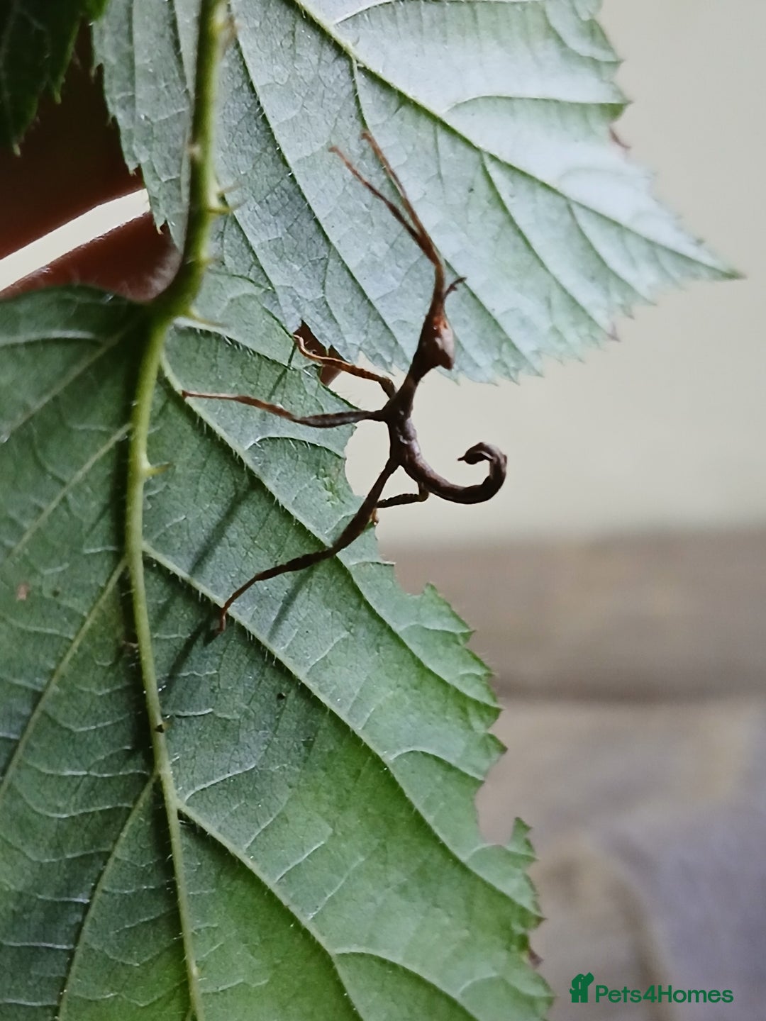 Stick Insects invertebrates for sale: Macleays Spectres  - Image 2