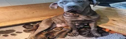 Mixed Breed dogs for sale: Stunning cane corso / Doberman puppies - Advert 1