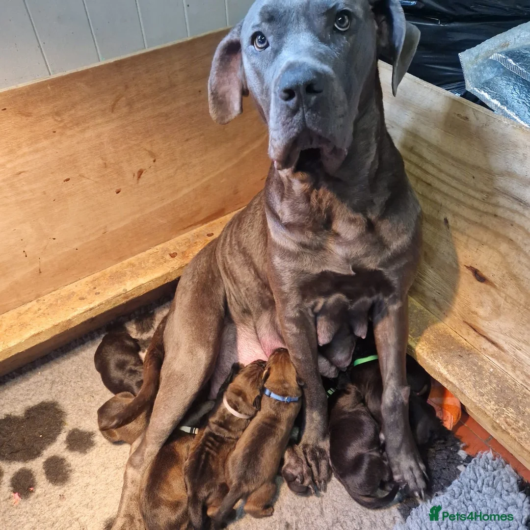 Mixed Breed dogs for sale: Stunning cane corso / Doberman puppies - Advert 1