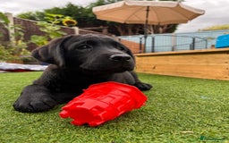 Labrador Retriever dogs for sale: KC registered Beautiful Chunky Black Labs   - Image 11