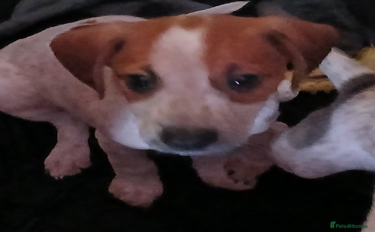 Mixed Breed dogs - Advert 2