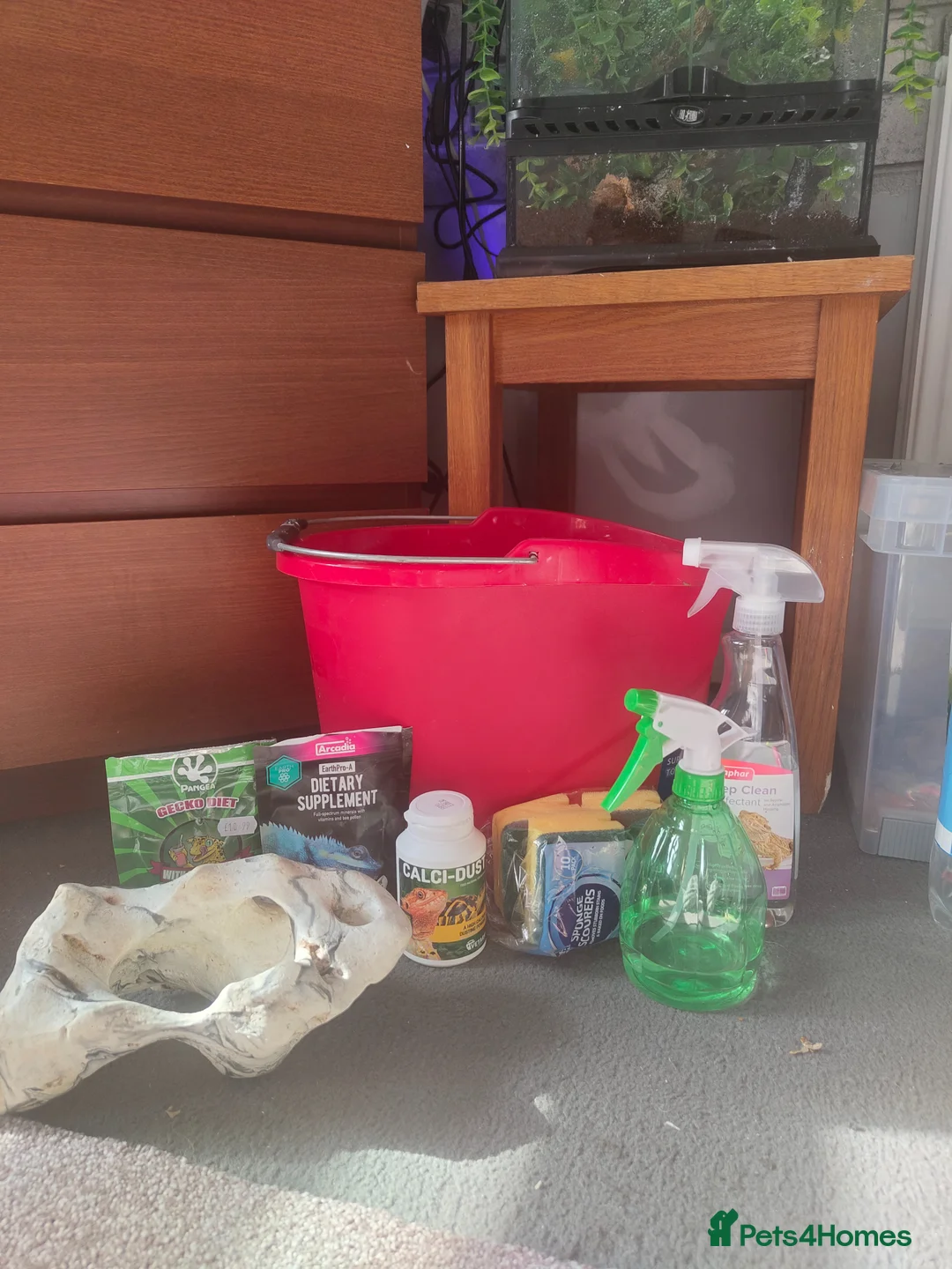 Gecko reptiles for sale: Crested gecko in Paisley - Advert 2