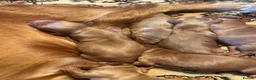 Cockapoo dogs for sale: 6 beautiful cockapoos  - Advert 11