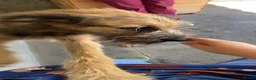 Mixed Breed dogs for adoption: Clyde, 1 yr old approx. Available for adoption. in Brixham - Advert 9